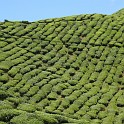 Teeplantagen C. Highlands